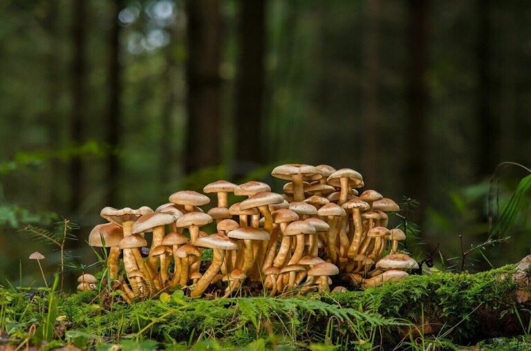 Cambodian Shroom Strain