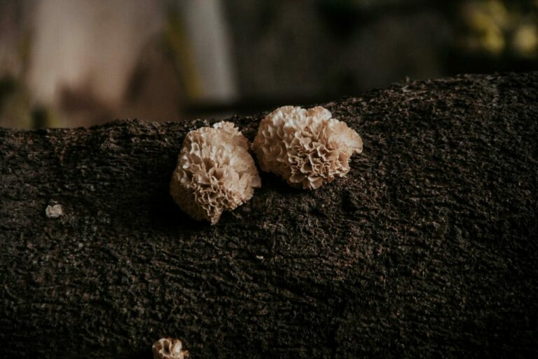 Enigma Mushroom Strain