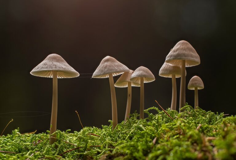Magic Mushrroms
