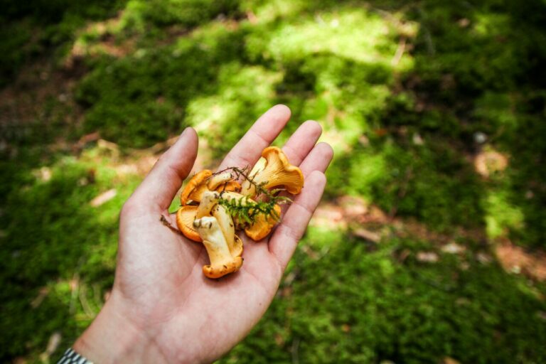 Magic Mushrooms Canada