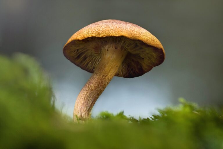 Magic Mushrooms
