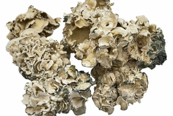 Omni Mushrrom Strain