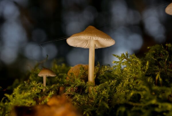Magic Mushroom British Columbia