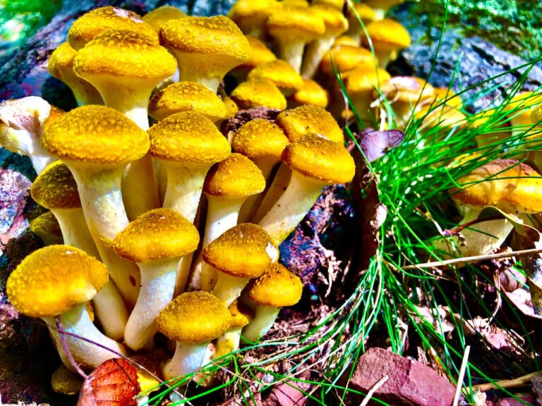 Buy Shrooms Ontario