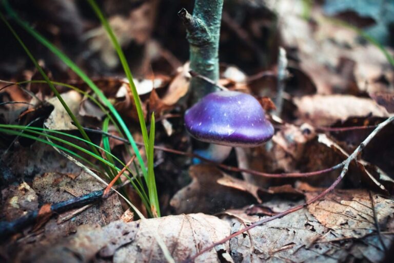 Safe Mushroom Trip