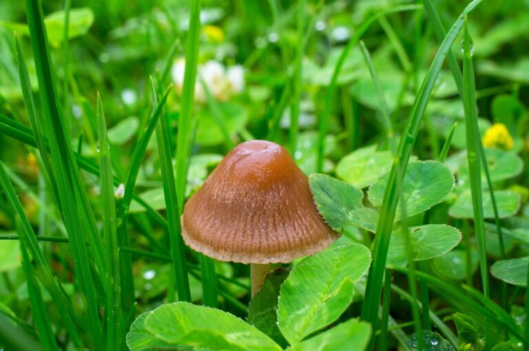 Magic Mushrooms