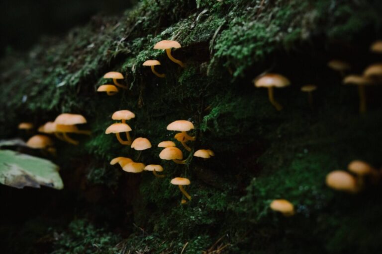 Types of Magic Mushrooms