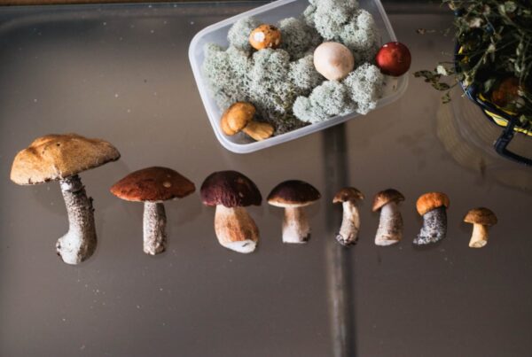 Buy Magic Mushrooms Online