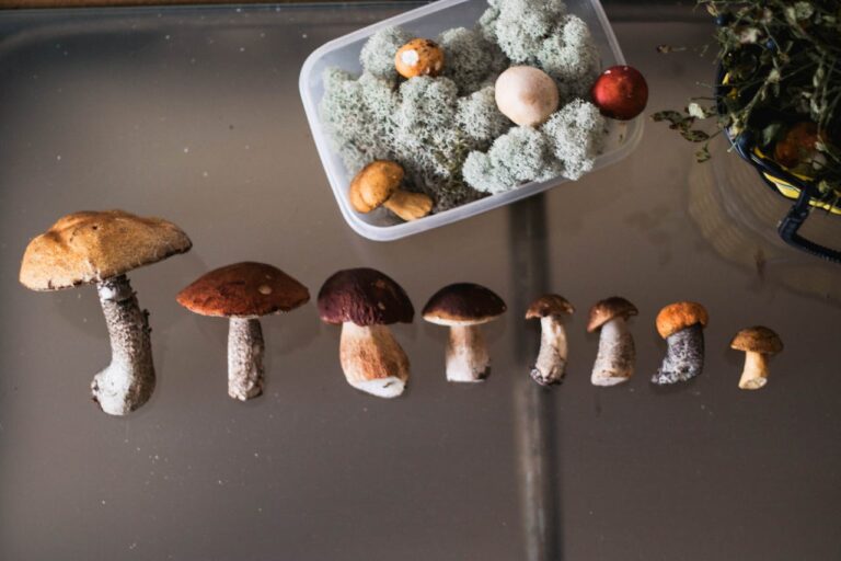 Buy Magic Mushrooms Online