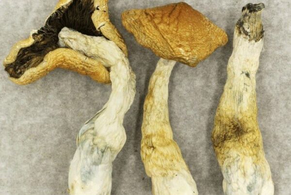 Full Moon Party Mushroom Strain