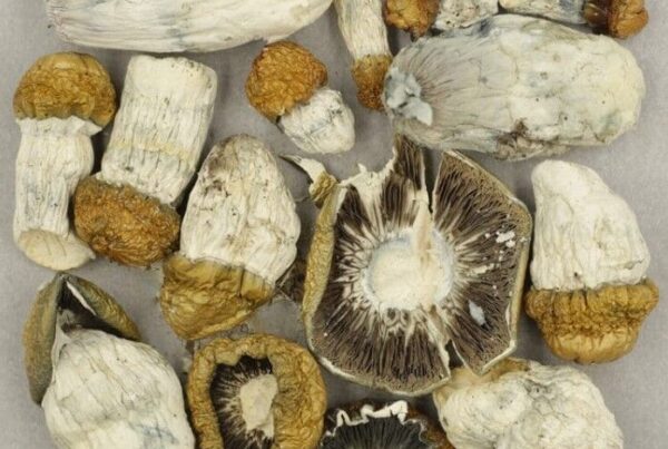 Lucid gates Mushroom