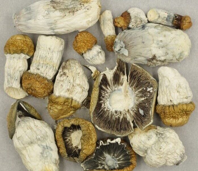 Lucid gates Mushroom