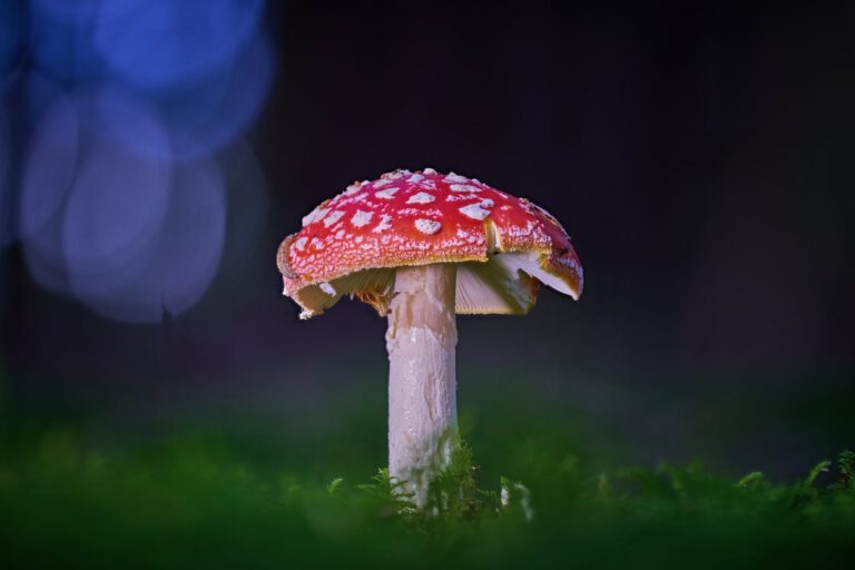 Magic Mushrooms Manitoba