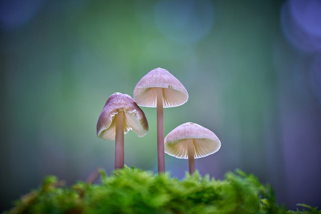 Nurse Hopes to End Fears Around Magic Mushrooms Nova Scotia After First Trial on Psychedelics