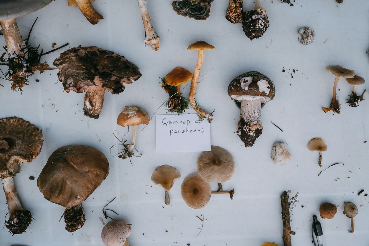 Psilocybin From ZoomiesCanada Unlocks Mental Flexibility When Taken in Group