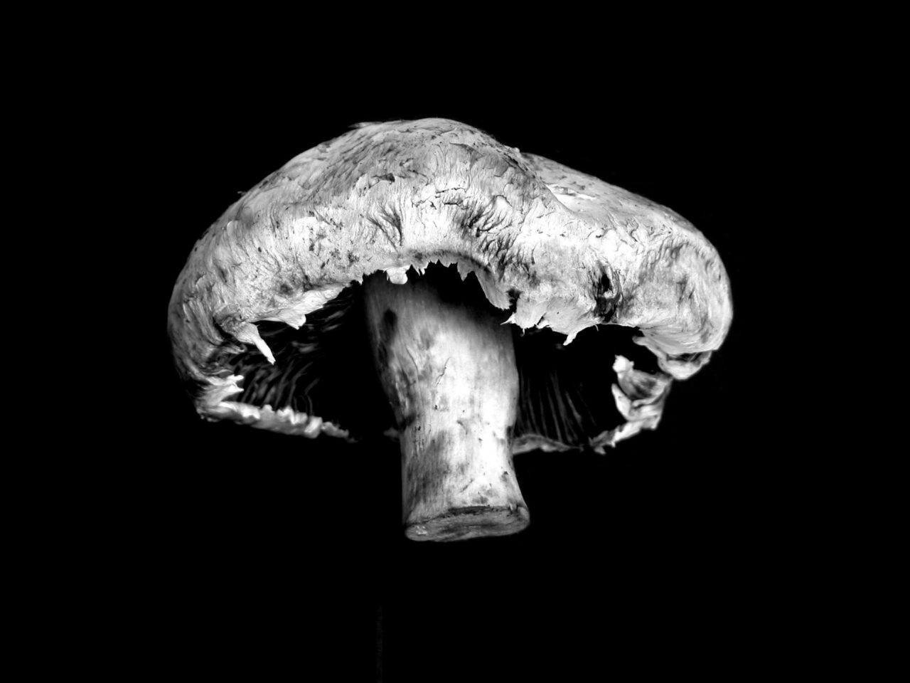 Shroom Delivery is the Latest in Psilocybin Therapy to Ease Existential Distress