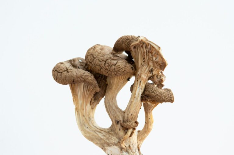 Zoomies Canada Reports Shroom Treatment Has Lasting Benefits for Excessive Grooming (OCD)