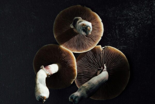 psilocybin mushrooms with exposed gills