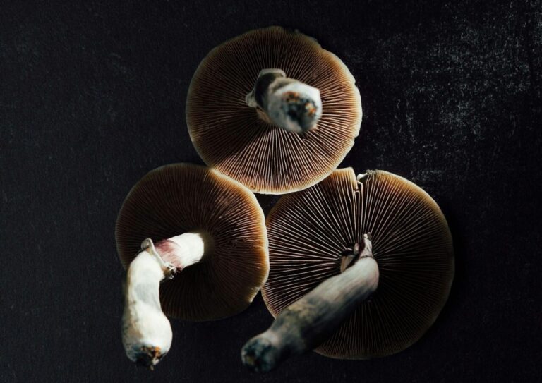 psilocybin mushrooms with exposed gills