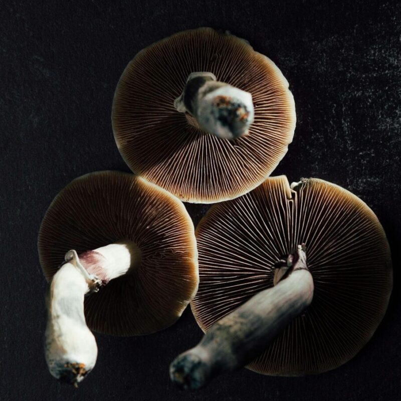 psilocybin mushrooms with exposed gills