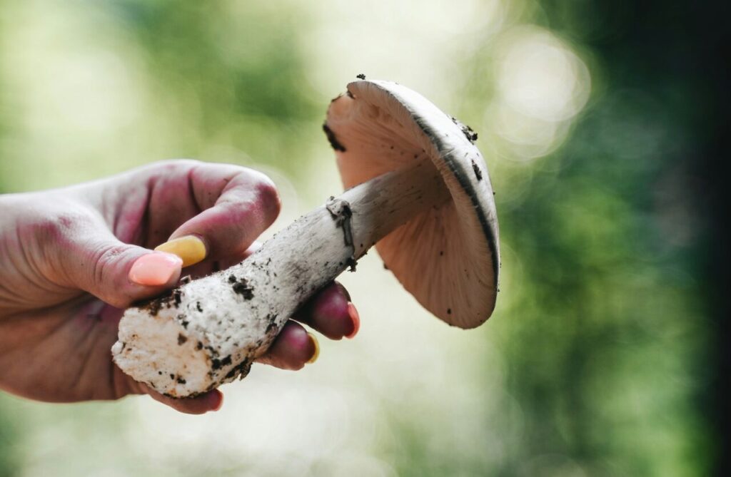 harvested psilocybin mushroom held