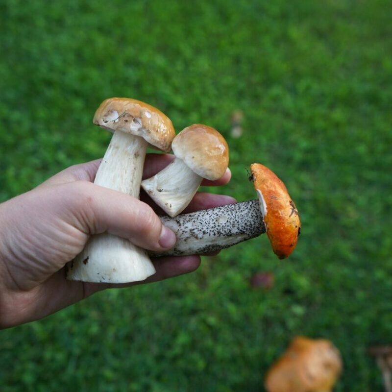 person holding psilocybin mushrooms outdoors